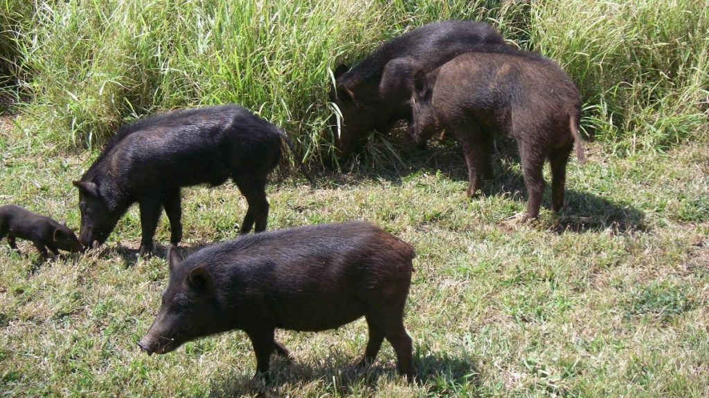 How to solve the wild pig problem in Puna? Leaders promote eating them in local cuisine