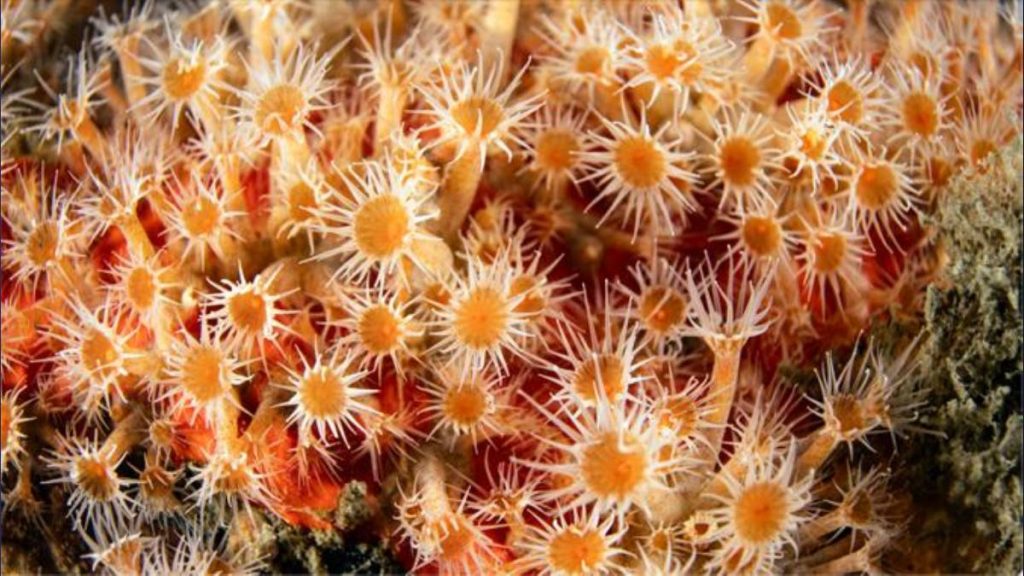 New research led by University of Hawaiʻi scientists reveals evolution-defying marine creatures