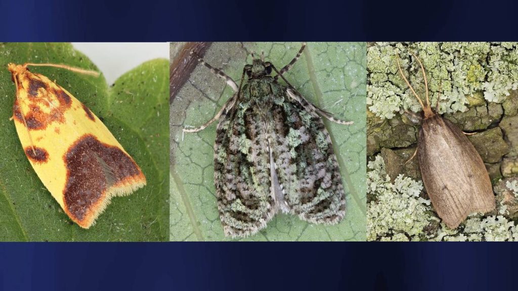10 new species of native Hawaiian moths discovered by University of Hawaiʻi scientists