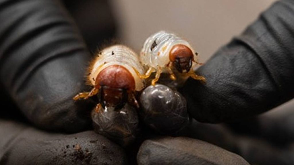 Hawaiʻi researchers see promise in using viruses to battle coconut rhinoceros beetles