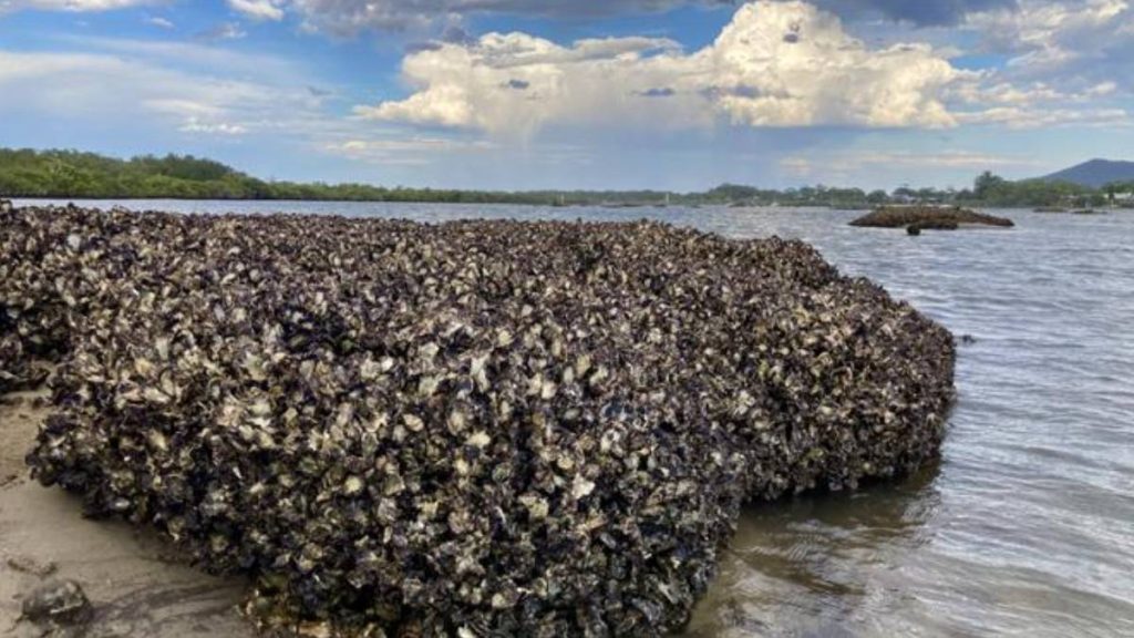 Oysters build reefs by iteratively growing on previous generations. (Photo Credit: Juan Esquivel-Muelbert)