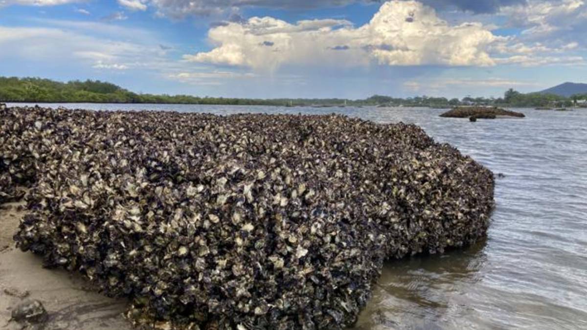Oysters build reefs by iteratively growing on previous generations. (Photo Credit: Juan Esquivel-Muelbert)