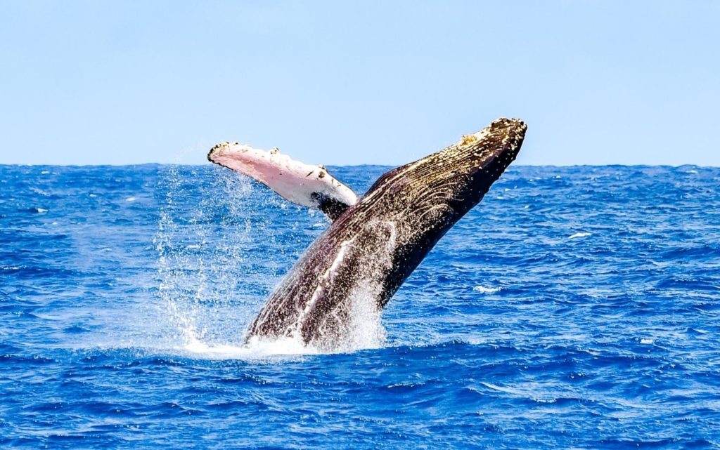 Volunteers observe more than 1,900 humpbacks during second count of 2026
