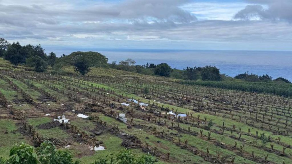 Relief program to help farmers, ranchers impacted by Kona low storms