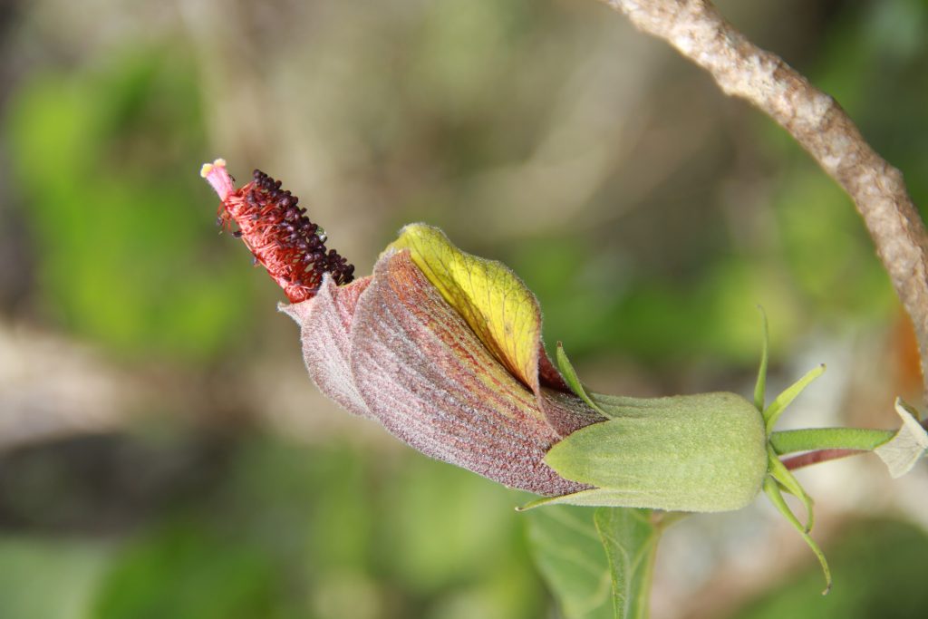 Several Hawaiian plant species newly discovered, rediscovered during Native Plant Month