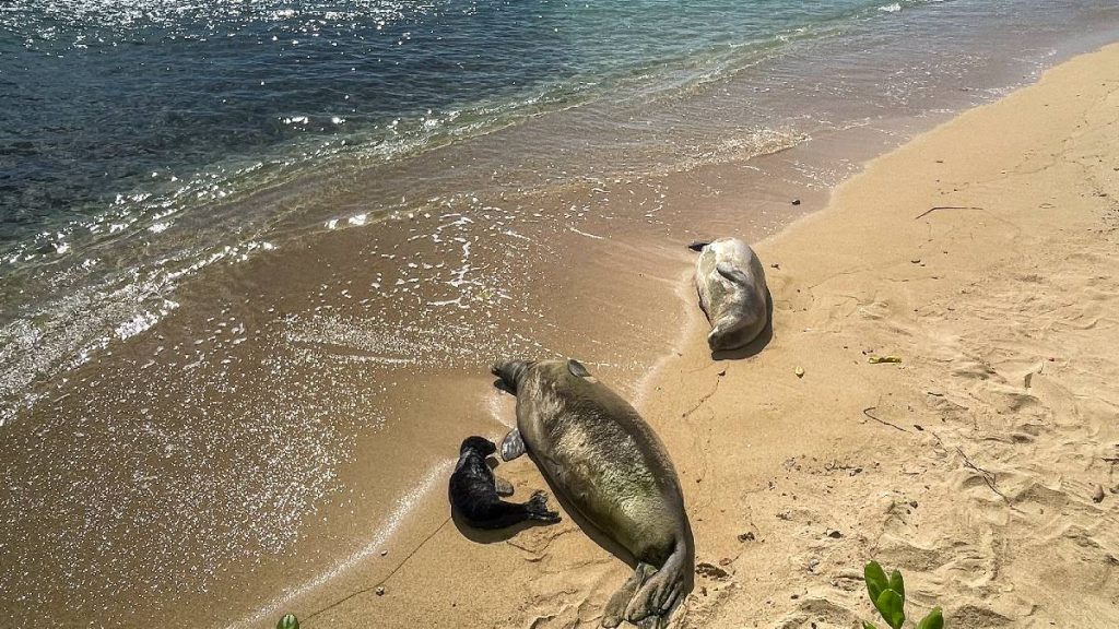 April is peak pupping season for endangerd Hawaiian Monk seals. (File photo: Department of Land and Natural Resources)