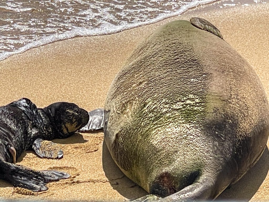 It is federal and state law to stay at least 150 feet away from a Monk seal with a pup. (2024 file photo: Department of Land and Natural Resources)