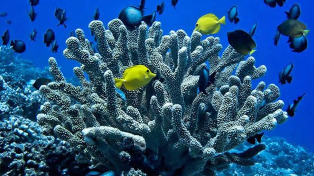 University of Hawaiʻi to lead new Pacific reef research institute