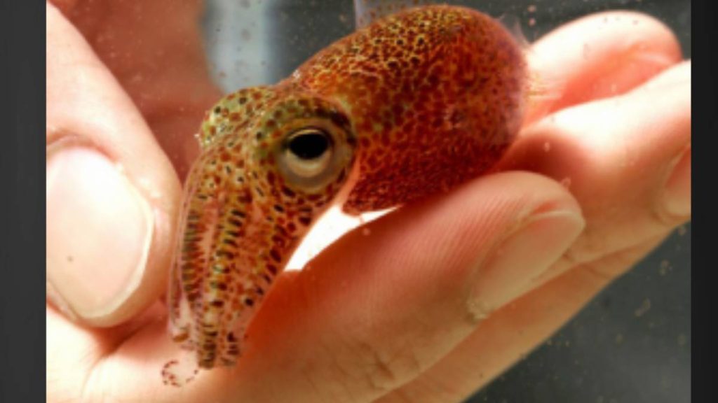 Researchers find a bacterial protein is key to healthy development of bobtail squid