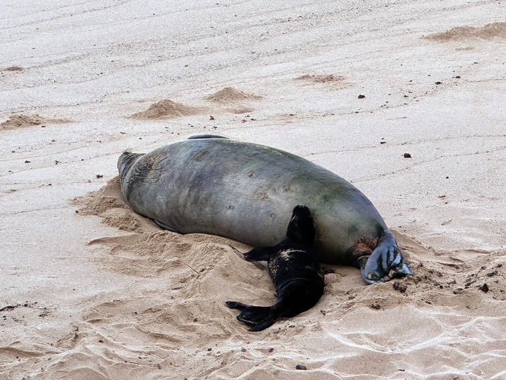 State investigates rock thrown at Hawaiian monk seal on Maui, breaches of seal resting areas