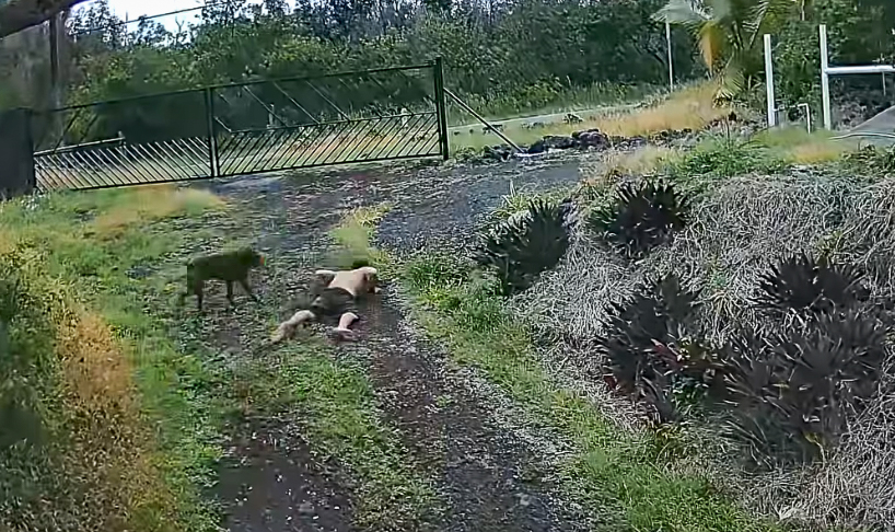 Jacob Baker is caught on a surveillance camera dropping to his belly as cars pass on a road next to a Kaimu Cove property on May 28, 2026. (Screenshot: Mark Wyatt surveilance video)