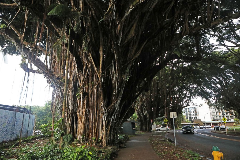 Banyan Drive revitalization could become a reality after a decade of effort A collaboration between state, county, an...