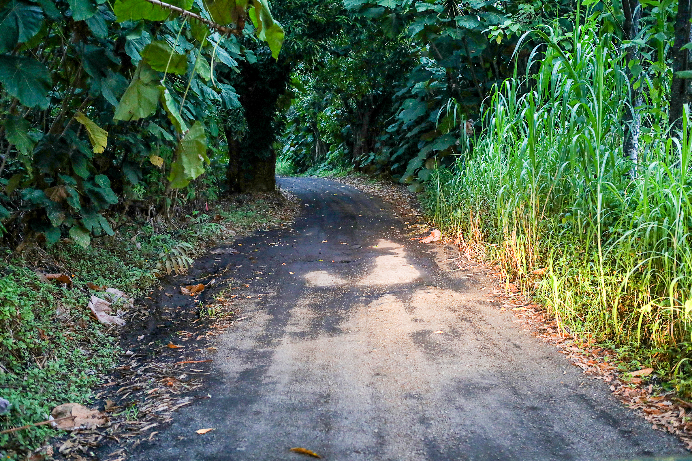 Government Beach Road narrows in Pāhoa on June 17, 2026. (Kelsey Walling/Big Island Now)