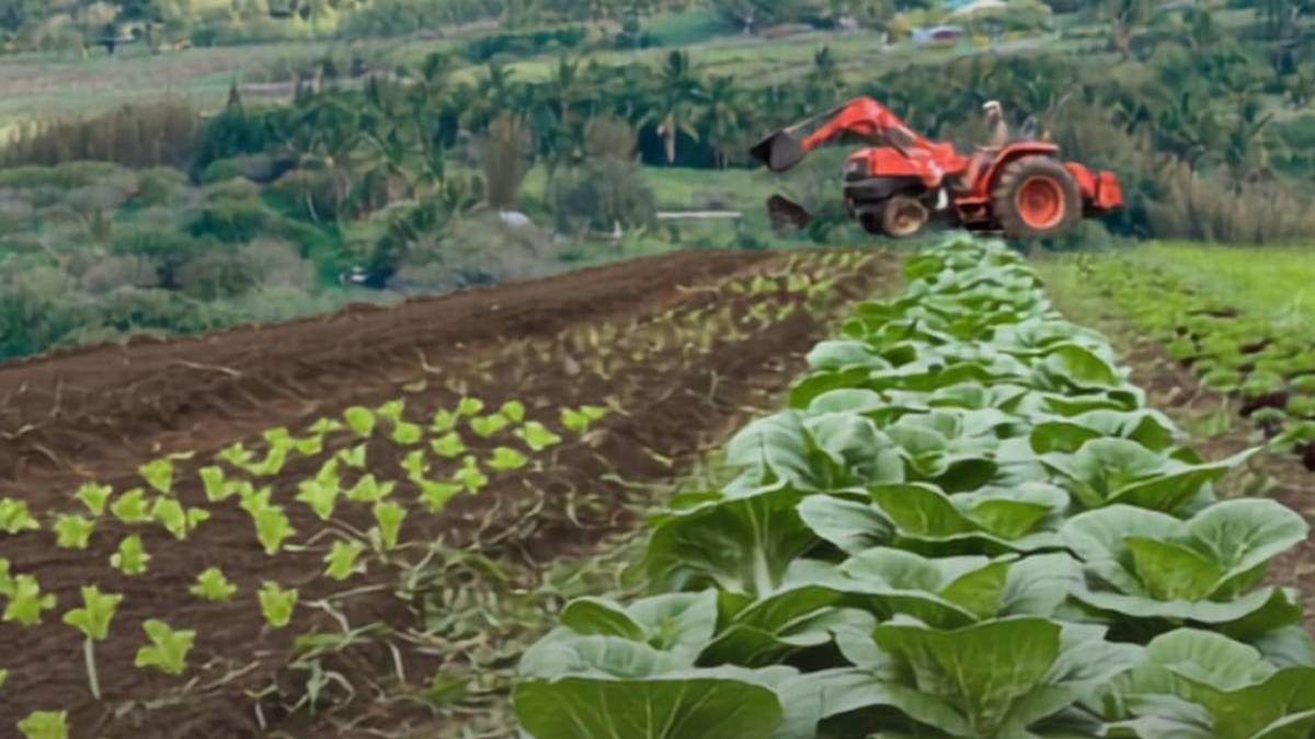Hawaiʻi County hosting free 2-day agriculture summit in Honokaʻa, Waimea