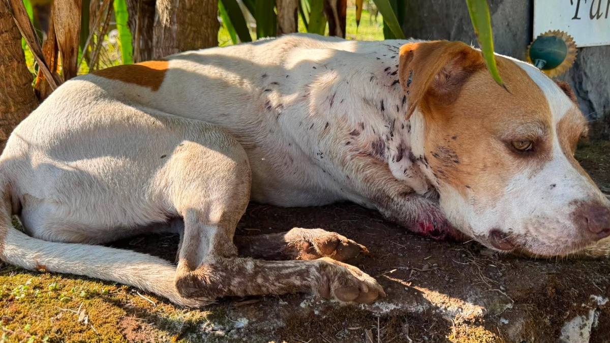 9-year-old dog dies after being shot by a gun at least 3 times on Big Island