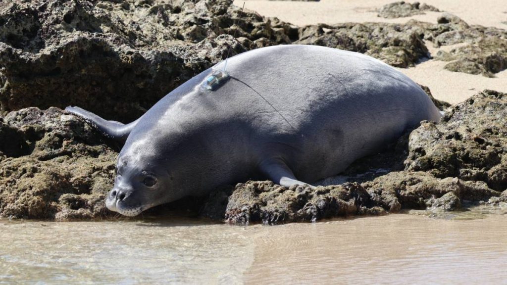 State news briefs for June 21: Monk seal pup relocated, 4th annual Hawaiʻi Made, mental health licensure A quick look at news happening throughout the state.