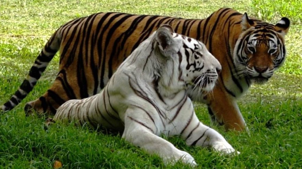Tiger Fun Day Returns In July At Panaewa Rainforest Zoo And Gardens In Hilo