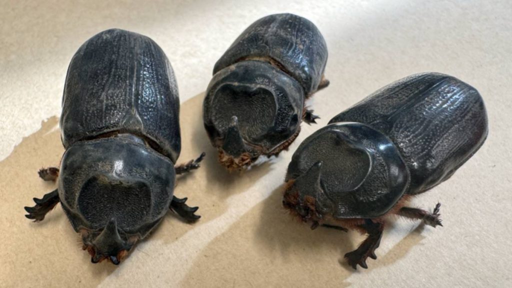Residents urged to stay alert after invasive coconut rhinoceros beetles detected on Maui Coconut rhinoceros beetles d...