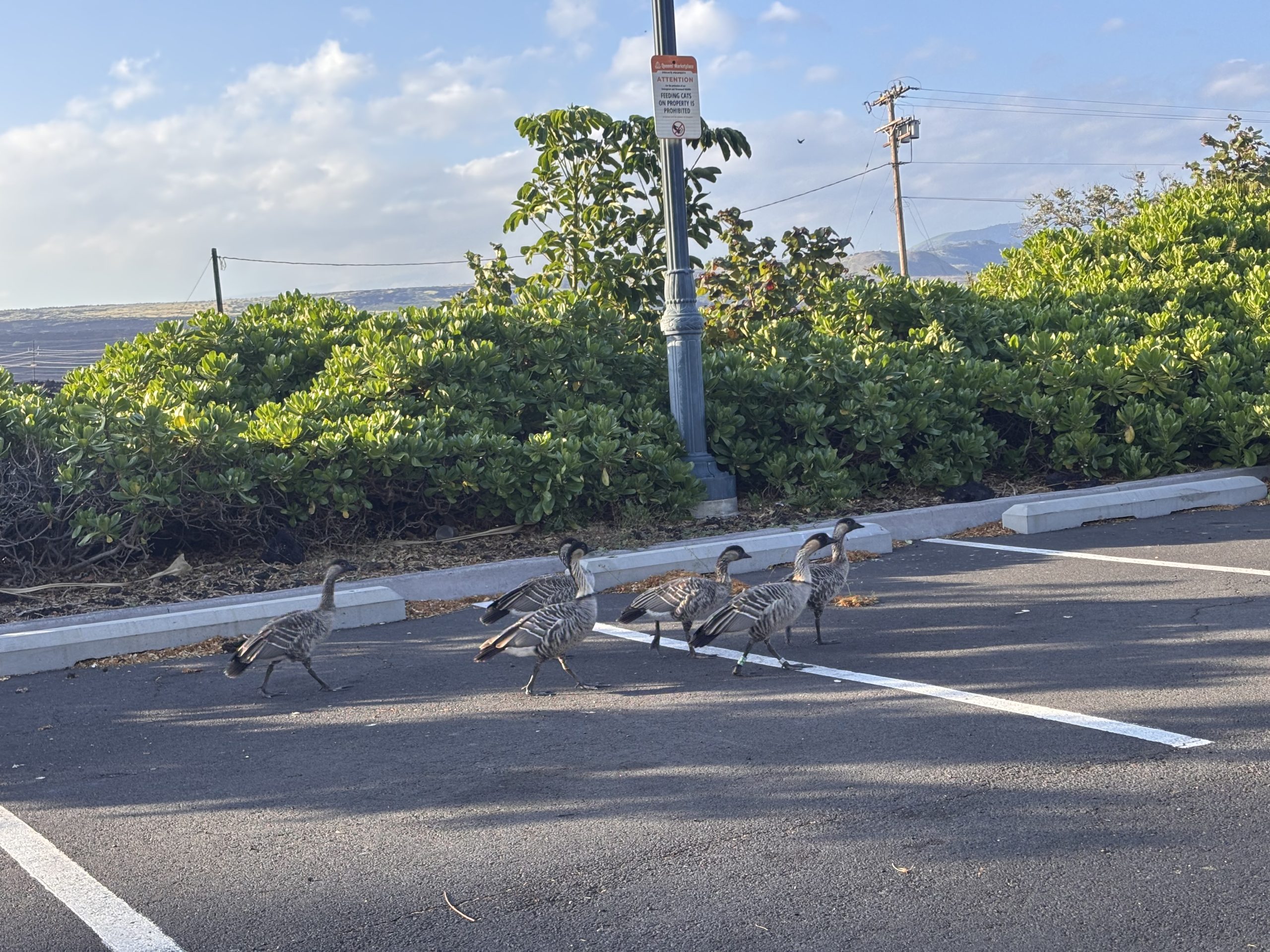 Investigation continues of 2 nēnē killed by a car in Waikōloa, but state says feral cat feeding is main issue