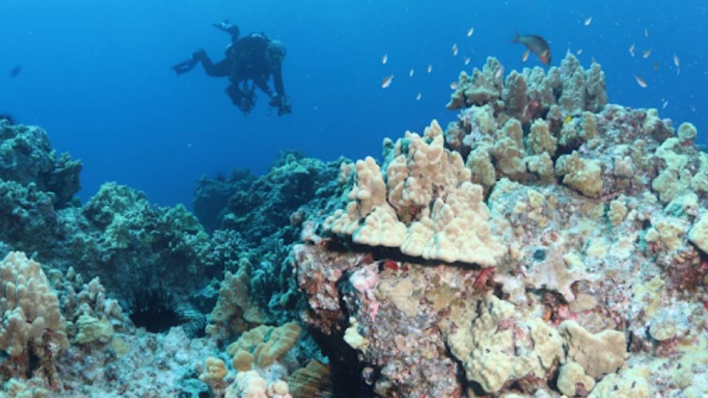 University of Hawaiʻi at Mānoa oceanographers find Hawaiian corals can possibly adapt to future heat stress