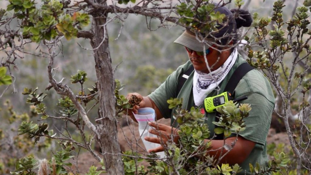 Young trailblazers: Friends of Hawaiʻi Volcanoes National Park receives $175K to fuel youth program Nonprofit Friend...