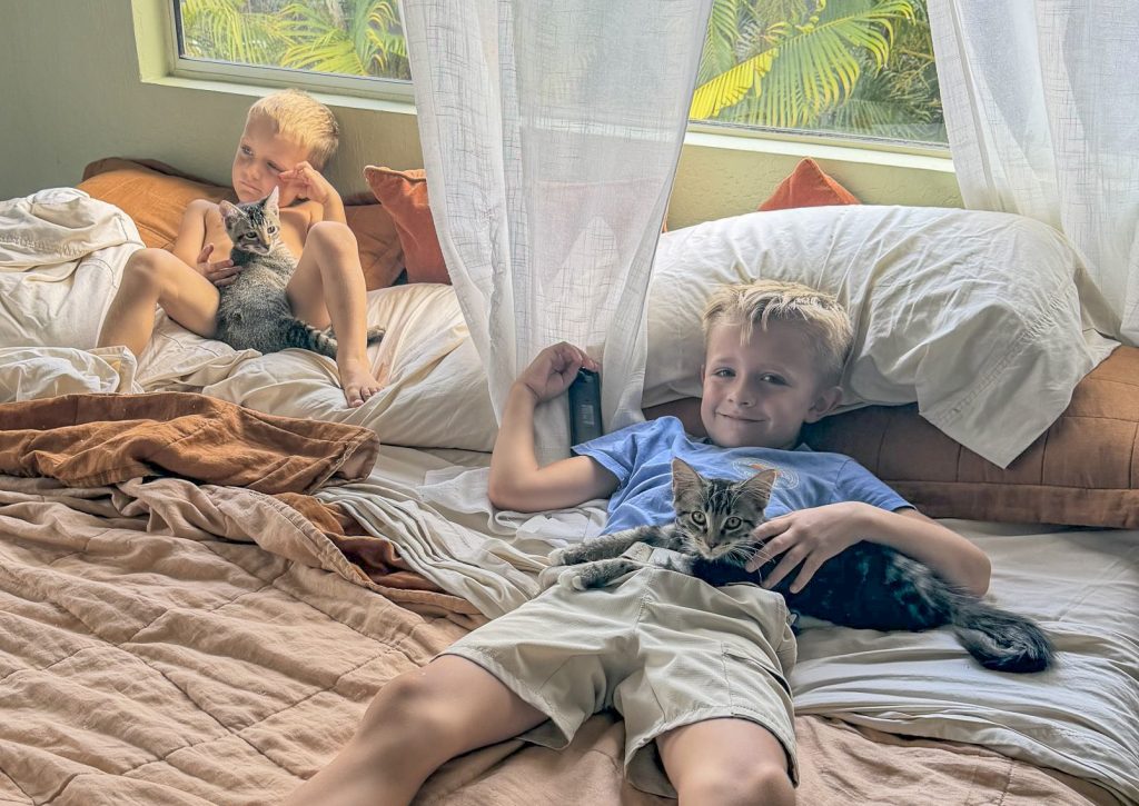 The adopted kitties are now happy at their new home with the Walker family. (Photo courtesy: Andrea Walker)