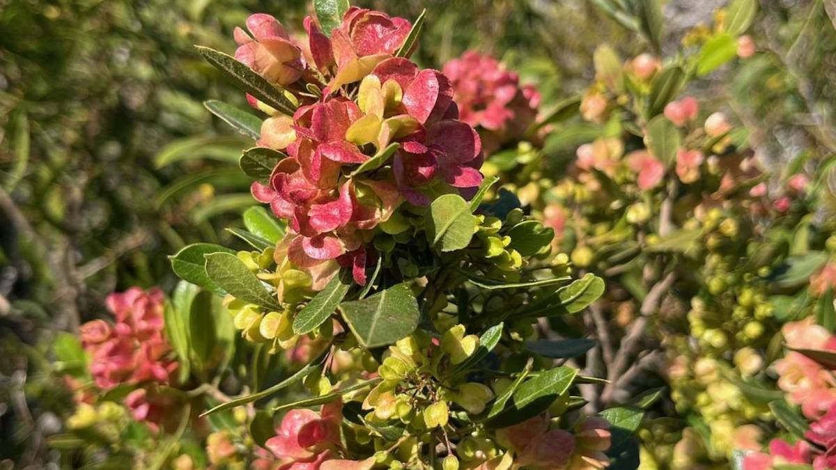 Hawai‘i County Council considering a bill to require native, lei-making plants in county landscaping