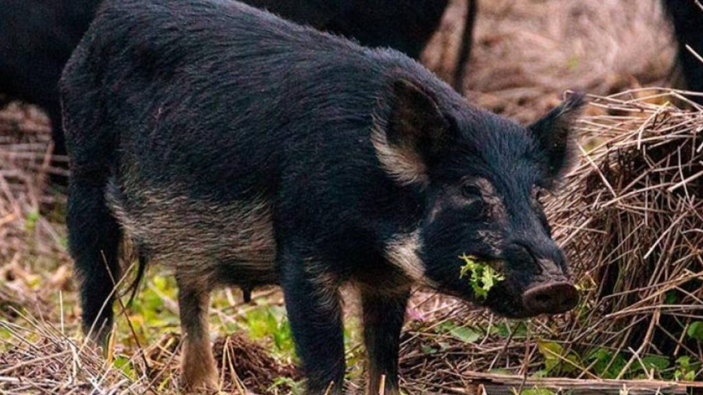USDA offers M in feral swine eradication funding