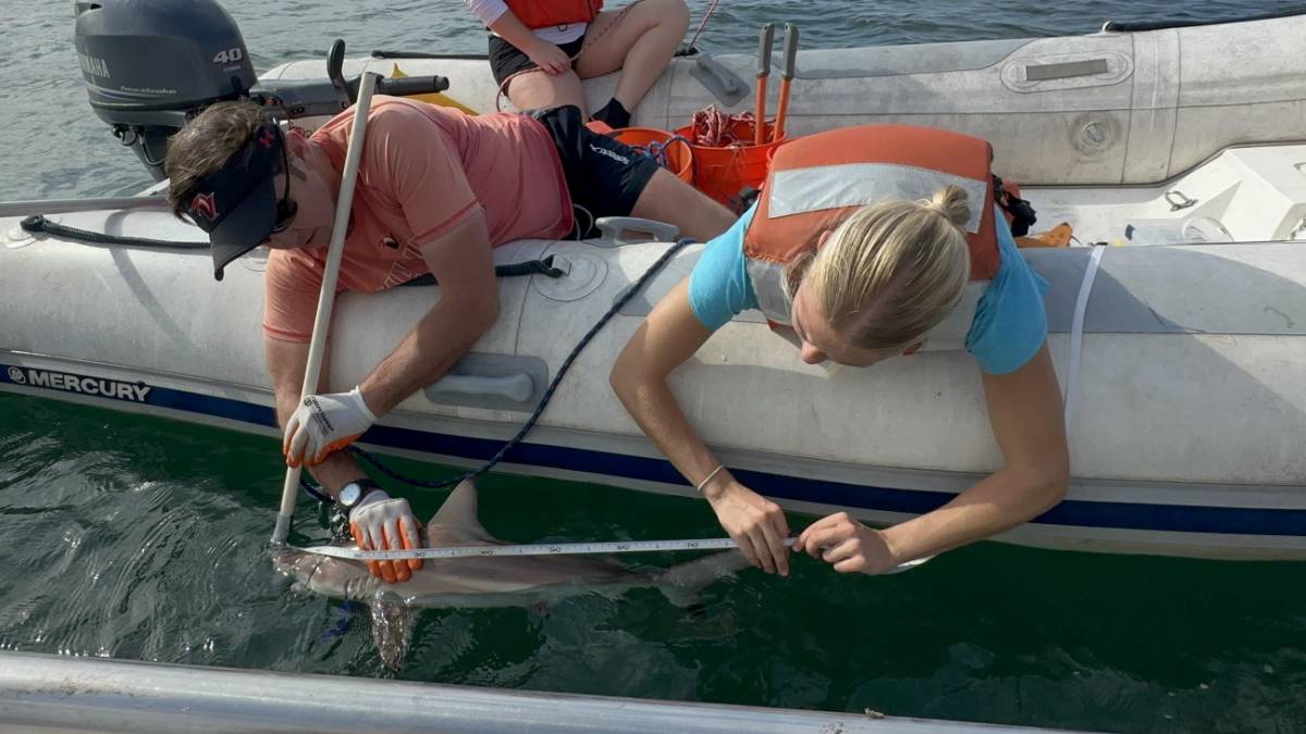 A research team from the University of Hawaiʻi at Hilo measures a blacktip shark in Hilo Bay. (Photo Courtesy: UH Hilo)