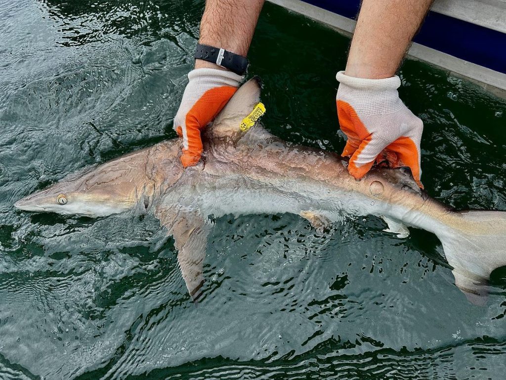 A study finds juvenile black tip sharks are using Hilo Bay as their nursery for about the first three years of their lives. (Photo Courtesy: UH Hilo)