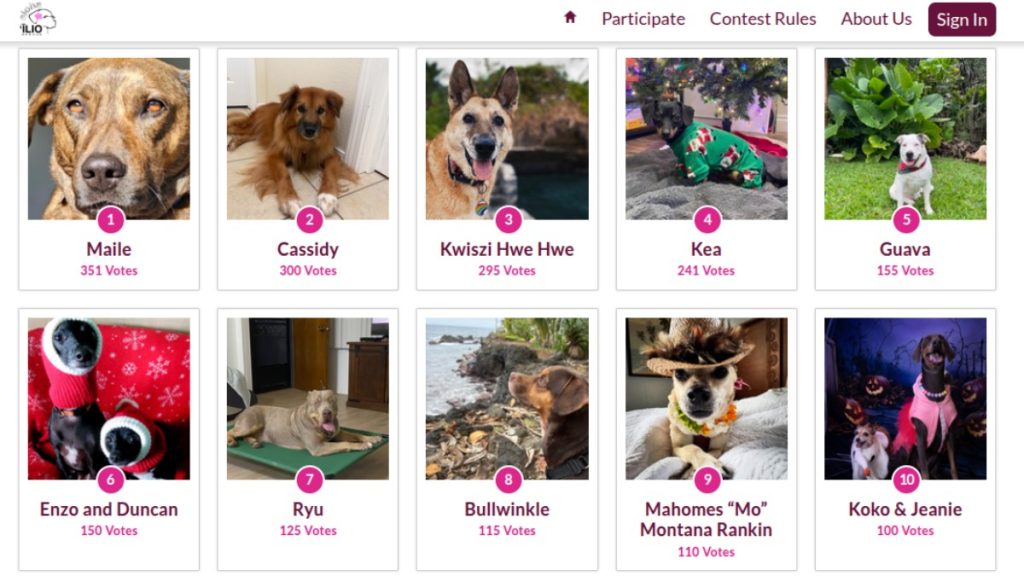 Big Island pets can vie for spots in Aloha ʻĪlio Rescue’s 2027 Calendar