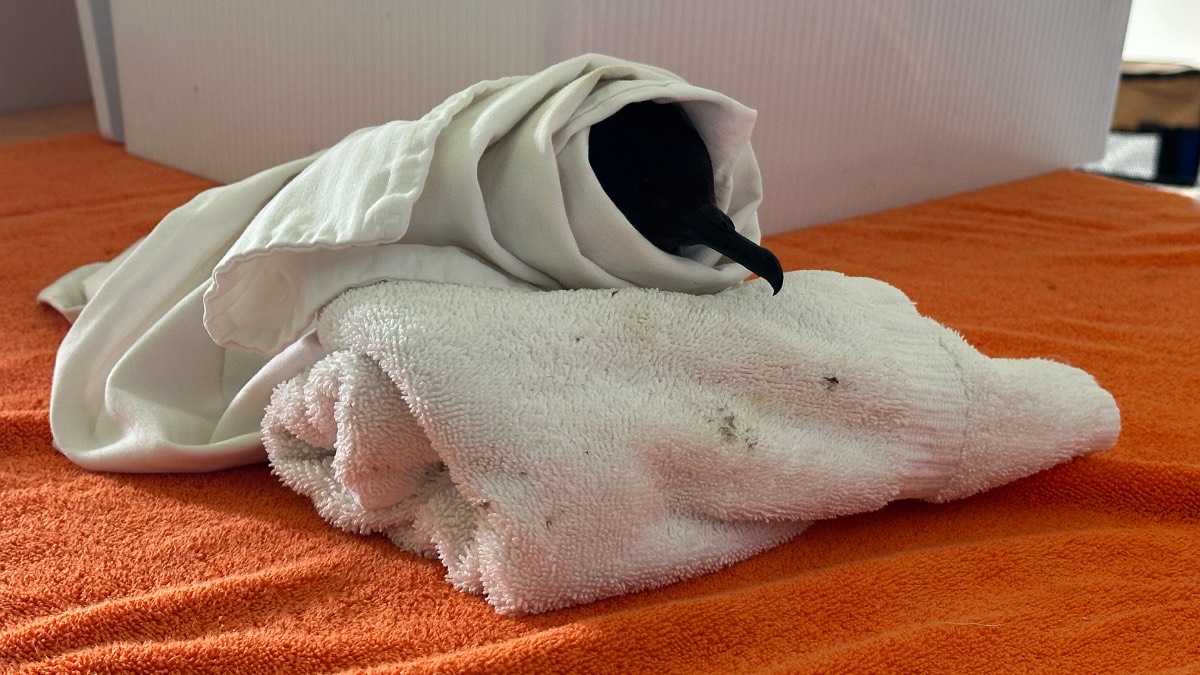 Hurricane Lala leaves native birds injured, grounded across Hawaiʻi Island 