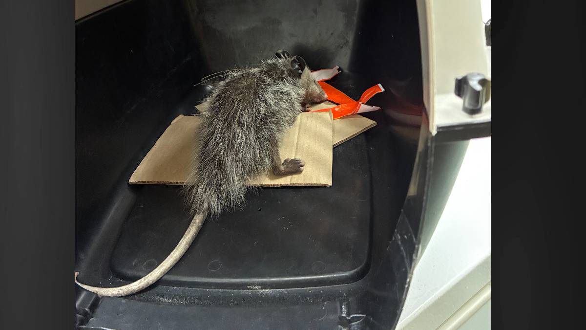 Warehouse workers find, capture opossum found near Hilo Harbor