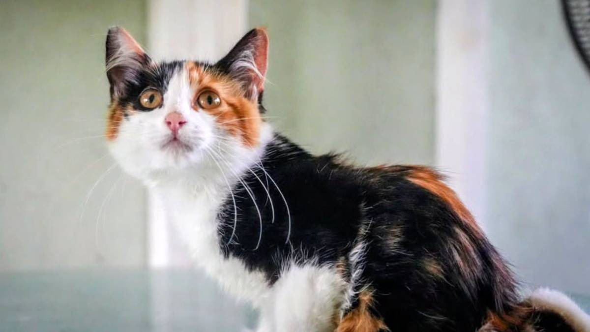 Pretzel the kitten gets new home after life-saving surgery to repair fused legs