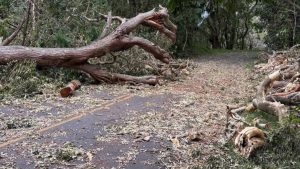 Some areas within Hawai‘i Volcanoes National Park reopen after Hurricane Lala