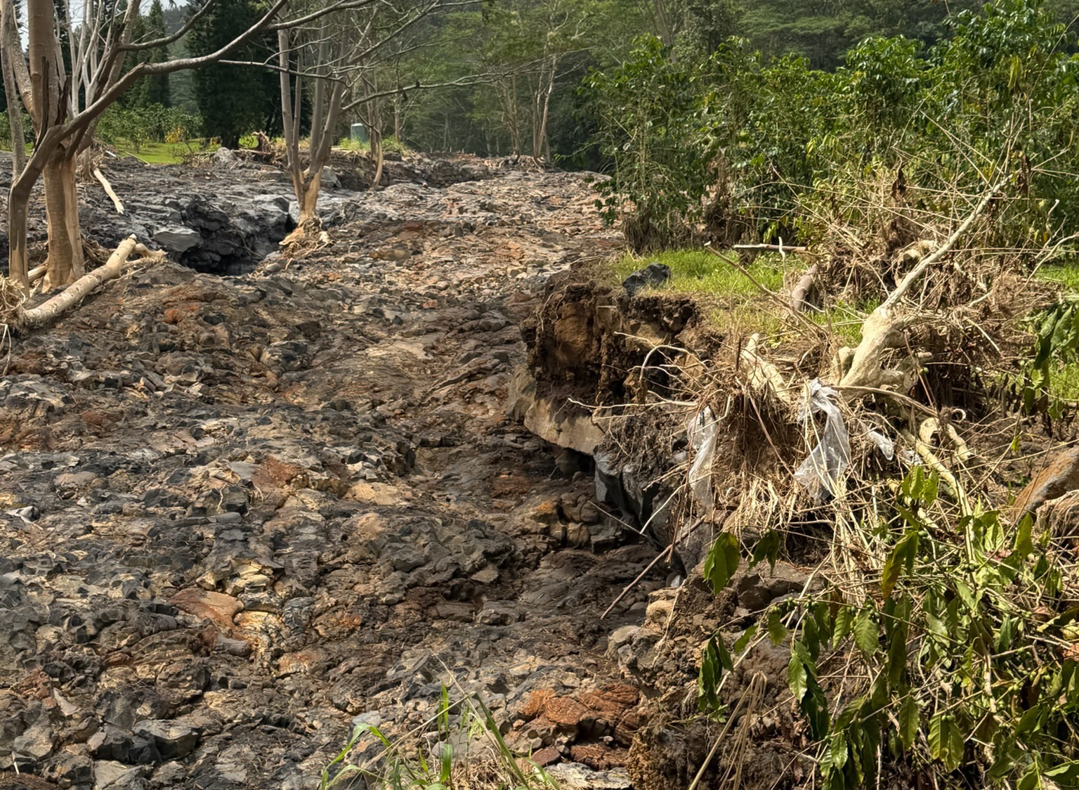 Business Monday: Kaʻū farmers grapple with losses of trees, crops and infrastructure from Hurricane Lala