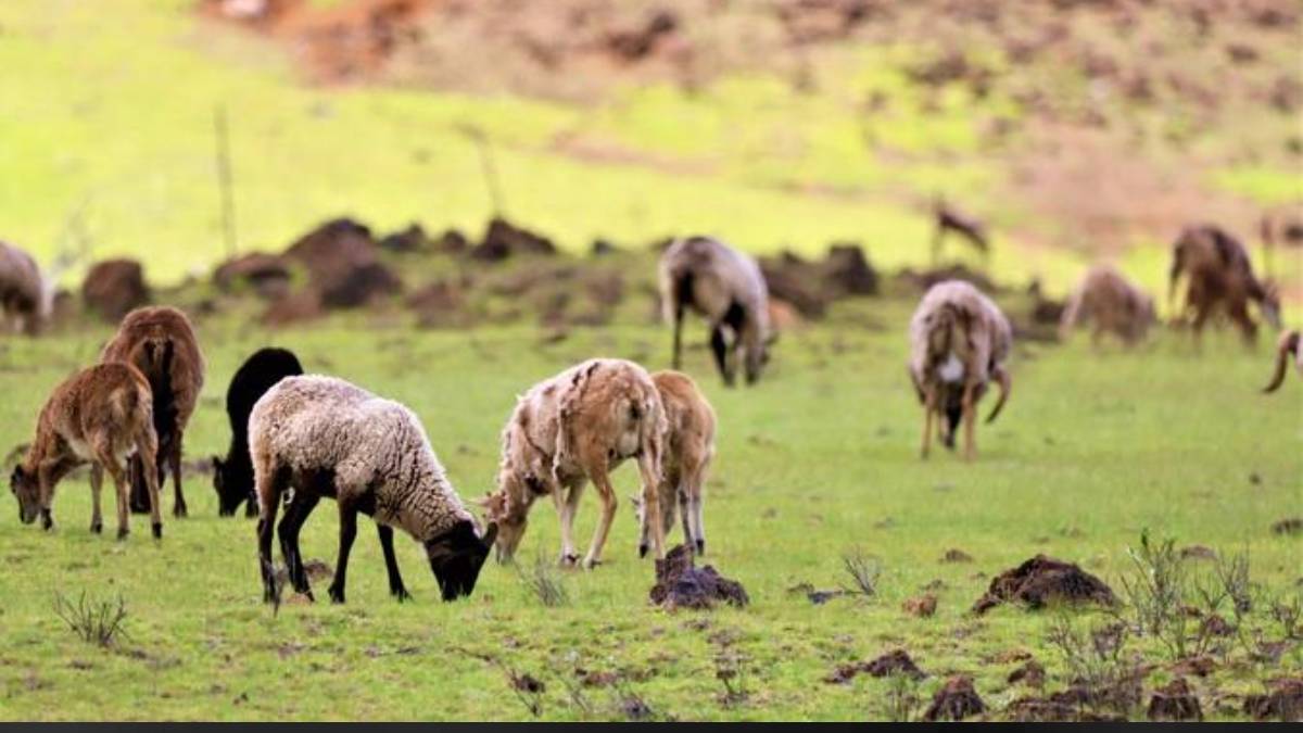 Invasive sheep, goats and other non-native species are eating away Hawaiʻi’s ranchlands. (Photo Credit: Melissa Price, University of Hawaiʻi at Mānoa’s College of Tropical Agriculture and Human Resilience)