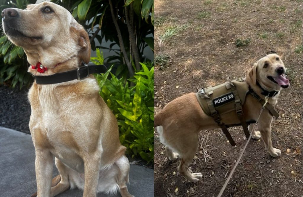 K9 Trina helps Hawaiʻi Island police find a missing juvenile in Waikoloa on Sept. 4, 2026. (Photos courtesy: Hawaiʻi Island police)