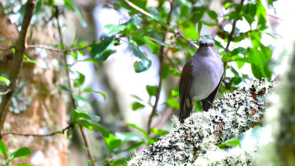 University of Hawaiʻi plays supporting role in developing new guide for moving endangered species