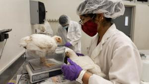 University of Hawaiʻi receives federal grant to train 32 future poultry farmers