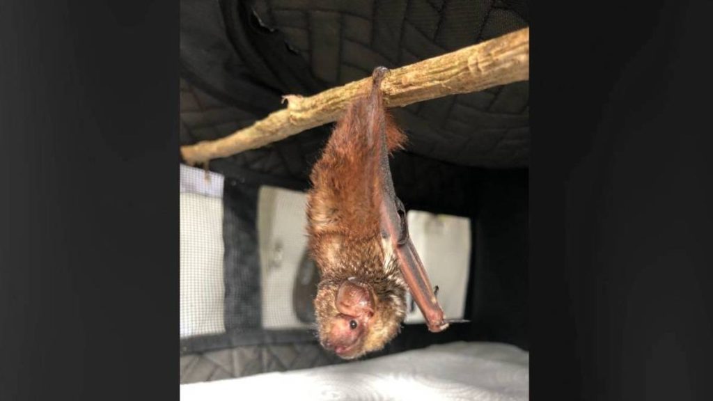 The endangered ‘ōpe‘ape‘a (Hawaiian hoary bat) is one of the state’s most unique and rarely seen native animals. (Photo courtesy: Hawai‘i Wildlife Center)