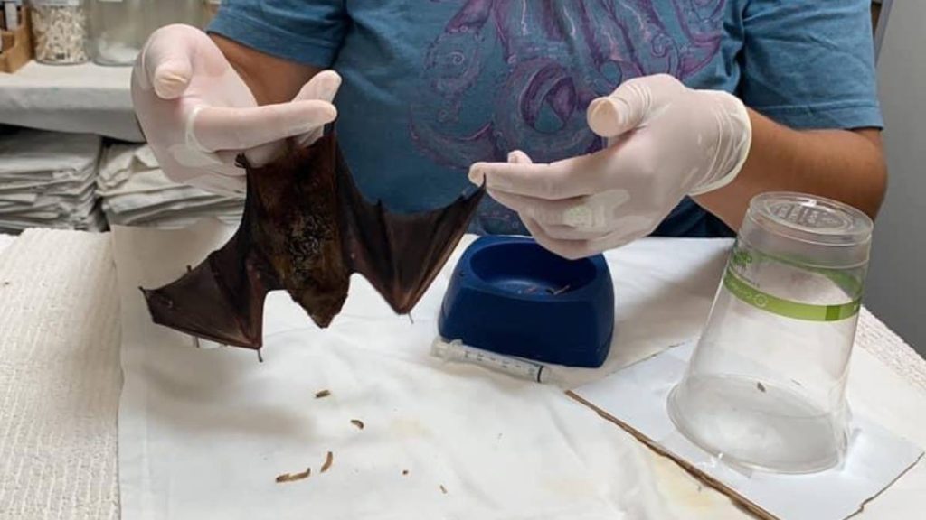 Hawaiʻi Wildlife Center provides medical care for native birds and bats, including the ‘ōpe‘ape‘a (Hawaiian hoary bat). (Photo courtesy: Hawaiʻi Wildlife Center)