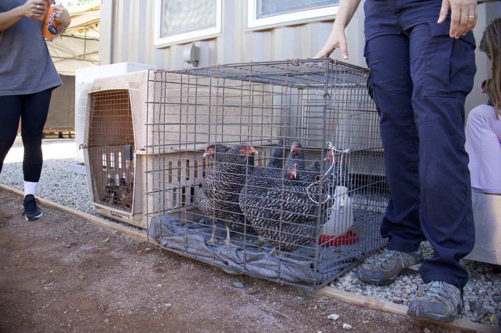 The Department of Agriculture and Biosecurity inspectors check poultry and other live animals that arrive in Hawaiʻi. (Photo credit: Leeward Community College)