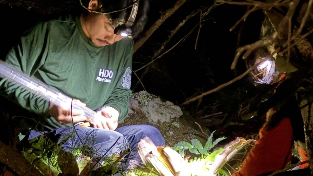 The fight against invasive species across Hawaiʻi includes coqui frogs. (Photo Credit: Leeward Community College)