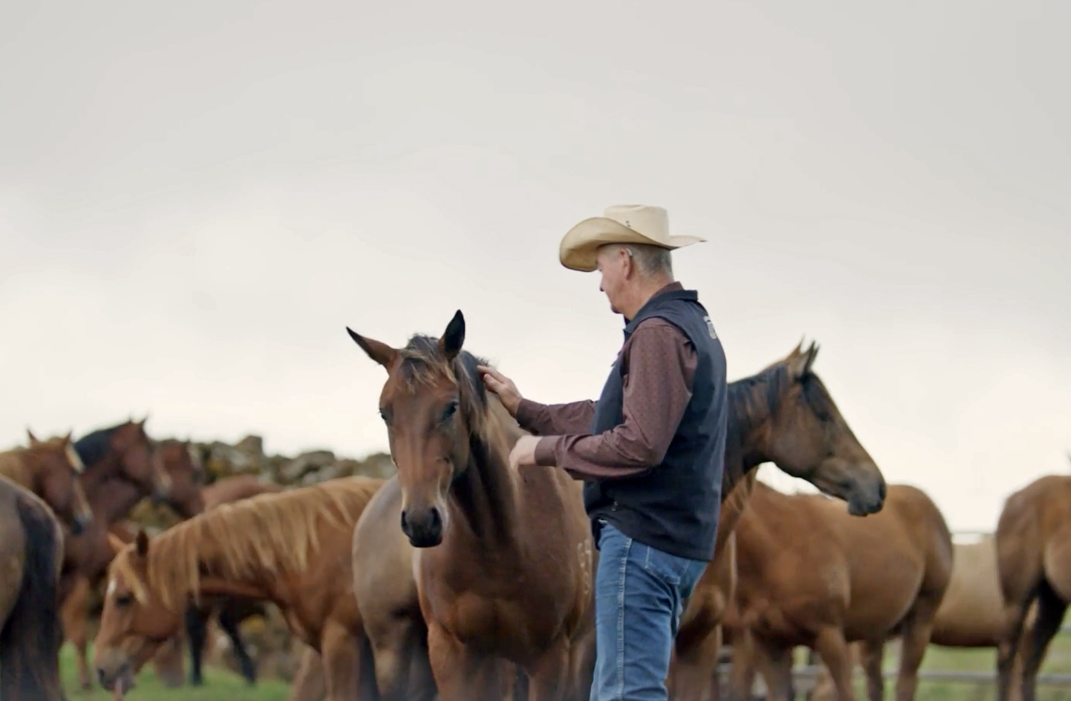 Parker Ranch receives distinguished ranching award for horse breeding program